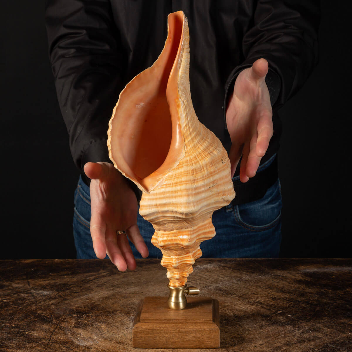 Conchiglia Tritone Gigante, Triplofusus Giganteus, montato su base ornamentale.